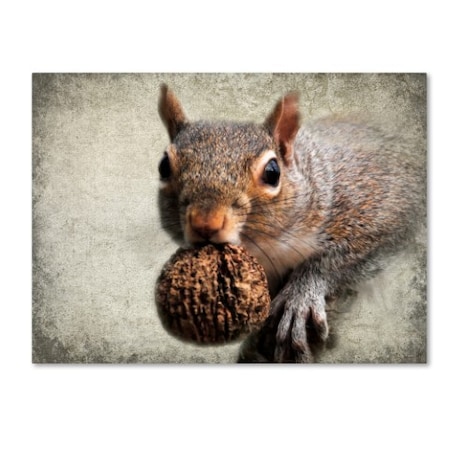 Jai Johnson 'Gray Squirrel With Nut' Canvas Art,18x24